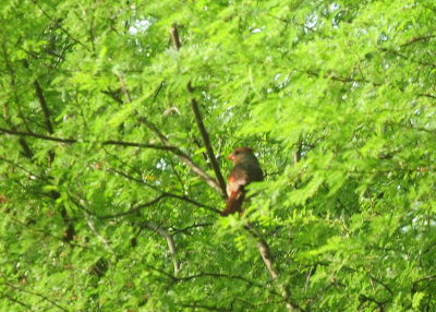 717cook's 061cardinal.jpg