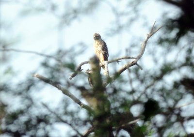 717cook's 065noisyredshoulderedhawk.jpg