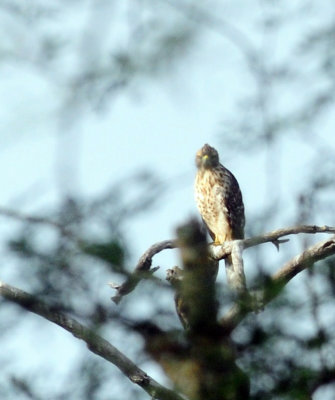 717cook's 069noisyredshoulderedhawk.jpg