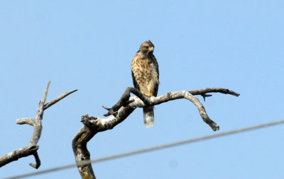 717cook's 075noisyredshoulderedhawk.jpg