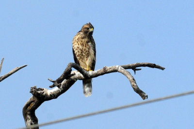 717cook's 077noisyredshoulderedhawkzzzzzzz.jpg