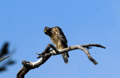 717cook's 078noisyredshoulderedhawk.jpg