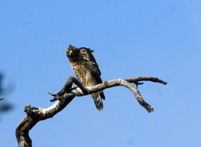 717cook's 079noisyredshoulderedhawk.jpg