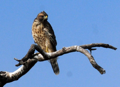 717cook's 081noisyredshoulderedhawk.jpg