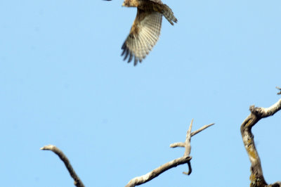 717cook's 082noisyredshoulderedhawk.jpg