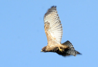 717cook's 083noisyredshoulderedhawk.jpg