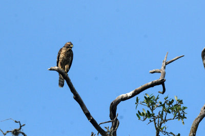 717cook's 092noisyredshoulderedhawkzzzzzzzzz.jpg