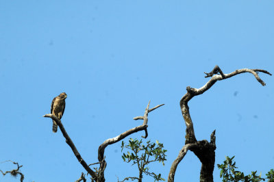 717cook's 093noisyredshoulderedhawk.jpg