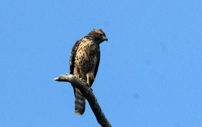 717cook's 095noisyredshoulderedhawk.jpg
