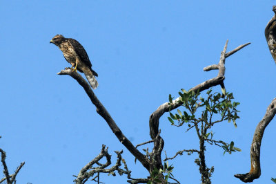 717cook's 096noisyredshoulderedhawk.jpg