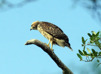 717cook's 098noisyredshoulderedhawk.jpg