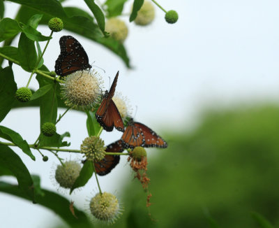717cook's 101queensbuttonbush.jpg
