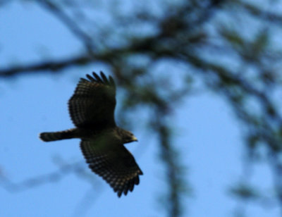717cook's 108redshouldered.jpg