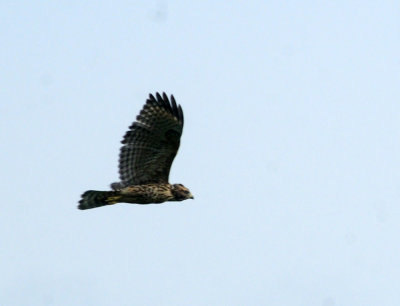 717cook's 119redshouldered.jpg