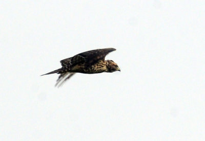 717cook's 120redshouldered.jpg
