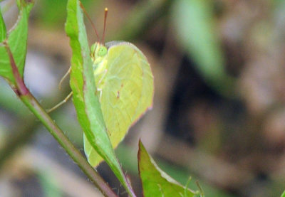 717cook's 143sulphur.jpg