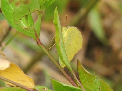 717cook's 144sulphur.jpg
