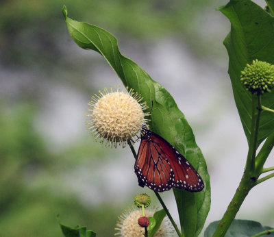 717cook's 145queensbuttonbush.jpg