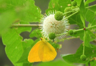 717cook's 164largreorangesulphur.jpg