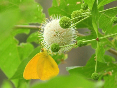 717cook's 165largreorangesulphur.jpg