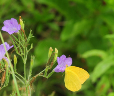 717cook's 171largreorangesulphurwildpetunias.jpg