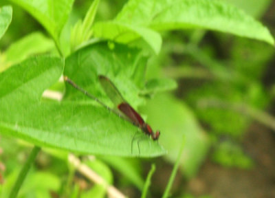 717cook's 182americanrubyspot.jpg