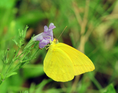 717cook's 207largreorangesulphurwildpetunia.jpg