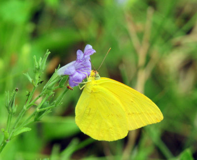 717cook's 209largreorangesulphur.jpg