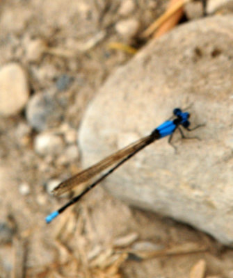 717cook's 233bluefronteddancer.jpg