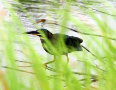 717cook's 251greenheron.jpg