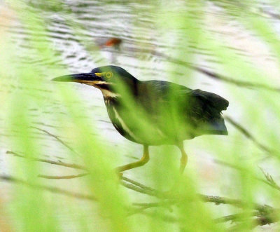 717cook's 252greenheron.jpg