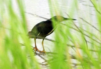 717cook's 258greenheron.jpg