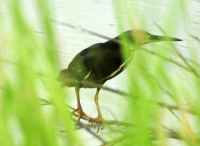 717cook's 259greenheron.jpg