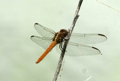 717cook's 270roseateskimmer.jpg