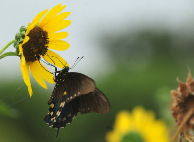 717cook's 303pipevineswallowtail.jpg