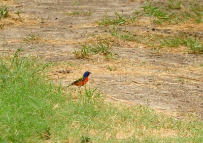 717cook's 328paintedbunting.jpg
