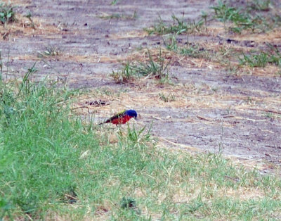 717cook's 329paintedbunting.jpg