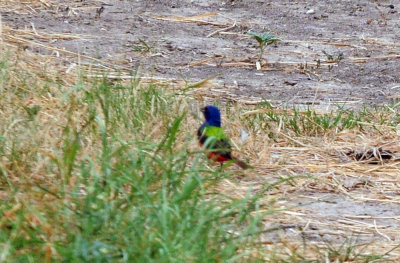717cook's 336paintedbunting.jpg