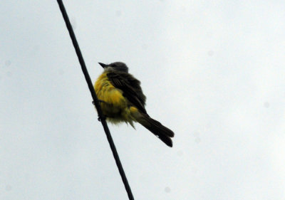 718cook's 006westernkingbird.jpg