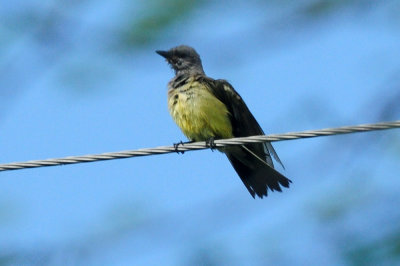 718cook's 069westernkingbird.jpg