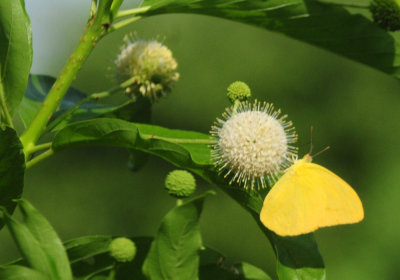718cook's 076largeorangesulphur.jpg