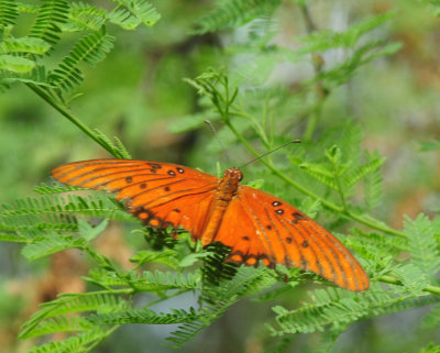 718cook's 101gulffritillay.jpg