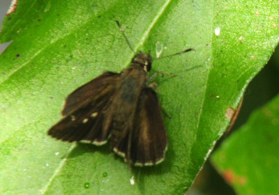718cook's 125cloudedskipper.jpg