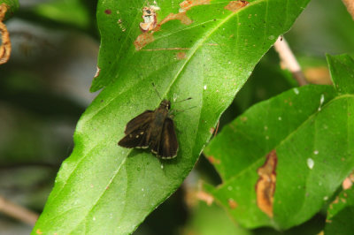 718cook's 126cloudedskipper.jpg