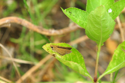 718cook's 137skipper.jpg