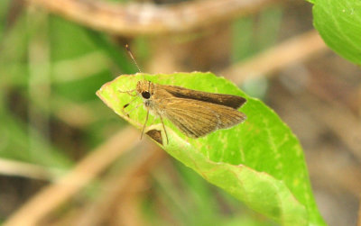 718cook's 138skipper.jpg