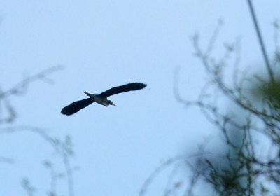 718cook's 139greenheron.jpg