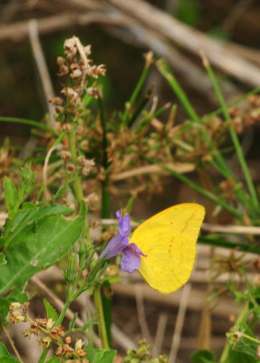 718cook's 143largeorangesulphur.jpg