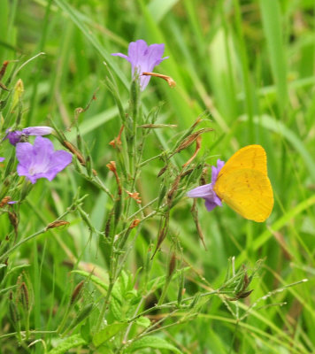 718cook's 146largeorangesulphur.jpg