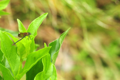 718cook's 153rubyspot.jpg